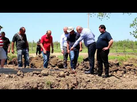 ახალსოფელში ლურჯი მოცვის პლანტაცია შენდება